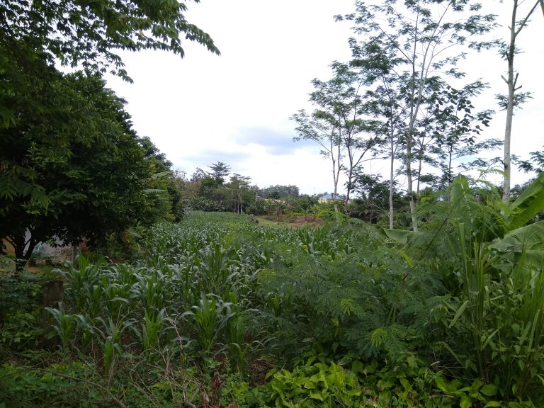 Tanah Sisi Samping