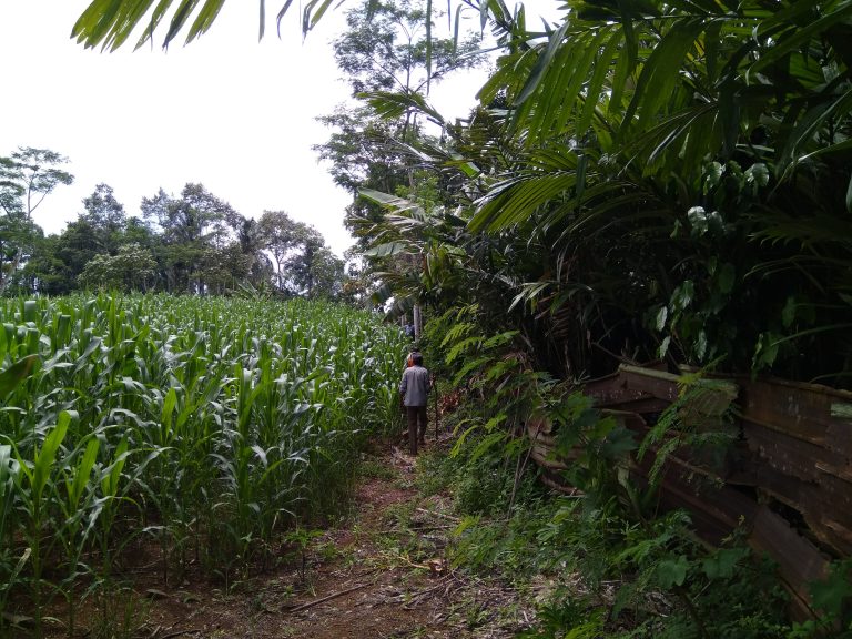 Batas Belakang Tanah